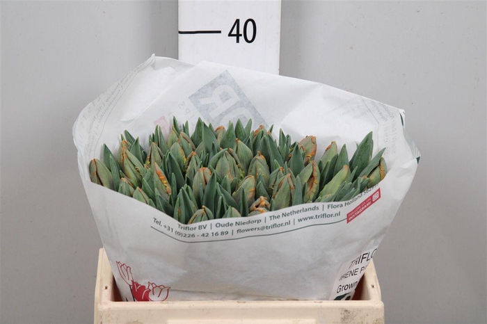 <h4>Tu Pa Irene Parrot</h4>