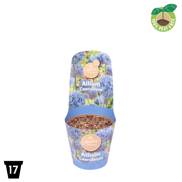 <h4>Allium Caeruleum Potcover</h4>