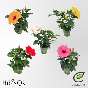 Hibiscus rosa-sin.   ...mix