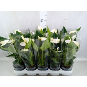 Anthurium  'Karma White'