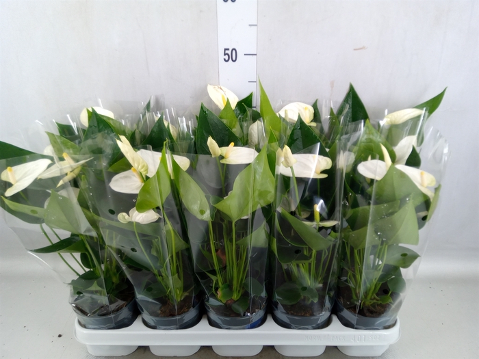 <h4>Anthurium  'Karma White'</h4>