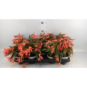 Begonia boliv. 'Angel Orange'