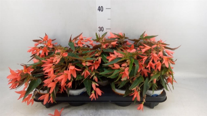 <h4>Begonia boliv. 'Angel Orange'</h4>