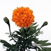 Tagetes (erecta Grp) Promise Orange