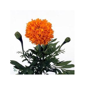 Tagetes (erecta Grp) Promise Orange