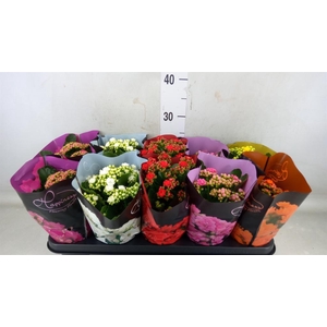 Kalanchoe blos.   ..rosebud rs fl 5