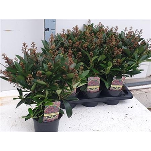 Skimmia Jap Rubella 22+