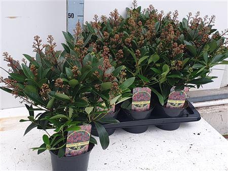 <h4>Skimmia Jap Rubella 22+</h4>