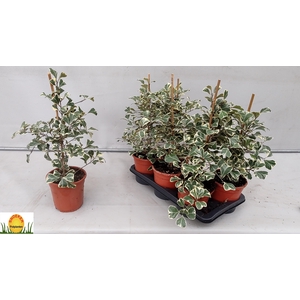 FIC NATAL SWEETHEART