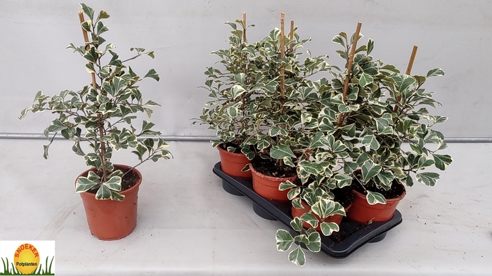 <h4>FIC NATAL SWEETHEART</h4>