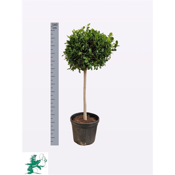 <h4>FICUS MOCLAME PANDA</h4>