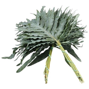 PHLEBODIUM BLUE STAR