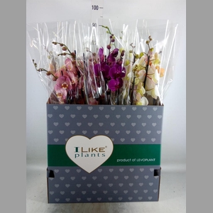Phalaenopsis   ...mix