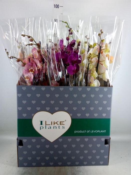 <h4>Phalaenopsis   ...mix</h4>