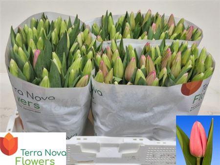 <h4>Tu En Milkshake</h4>