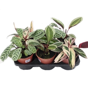 MARANTA VARIADO P17