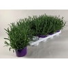 Lavandula angustifolia Essence Pur