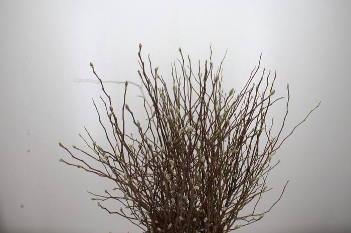 <h4>Magnolia Ov Wit</h4>