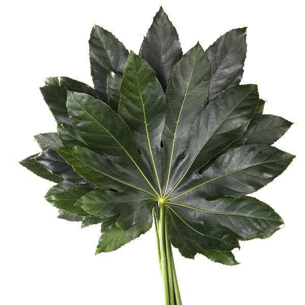 <h4>ARALIA 60 CM ZEBRA</h4>