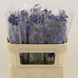 Delphinium single Deldonna Blue