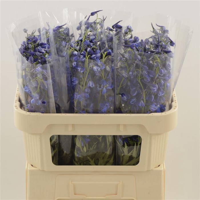 <h4>Delphinium single Deldonna Blue</h4>