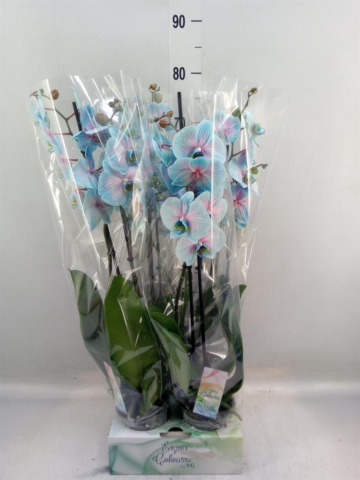 <h4>Phalaenopsis   ...</h4>