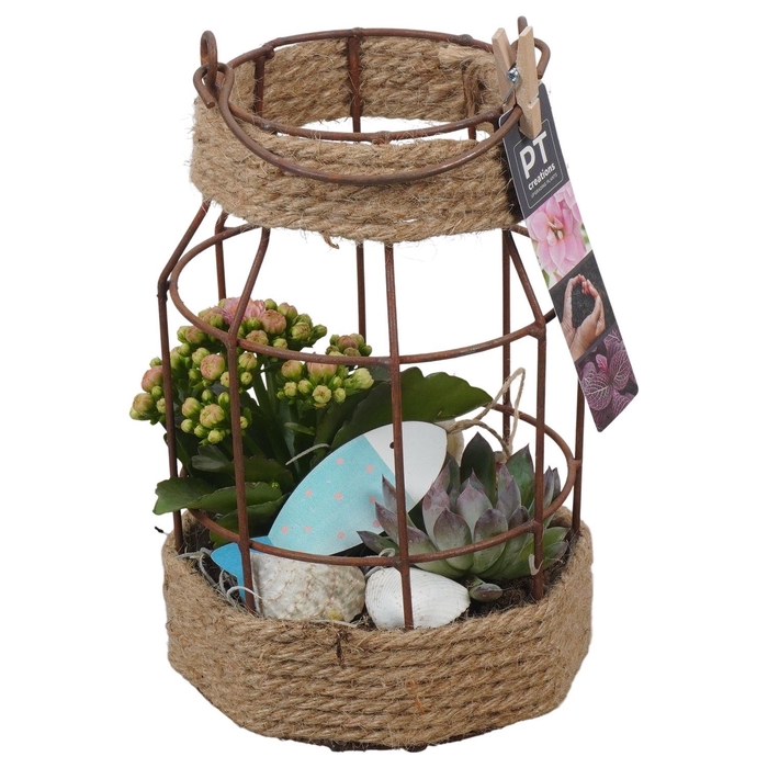 <h4>Arr.   Planten L%</h4>