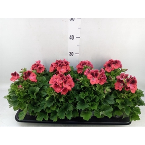Pelargonium gran.   ..