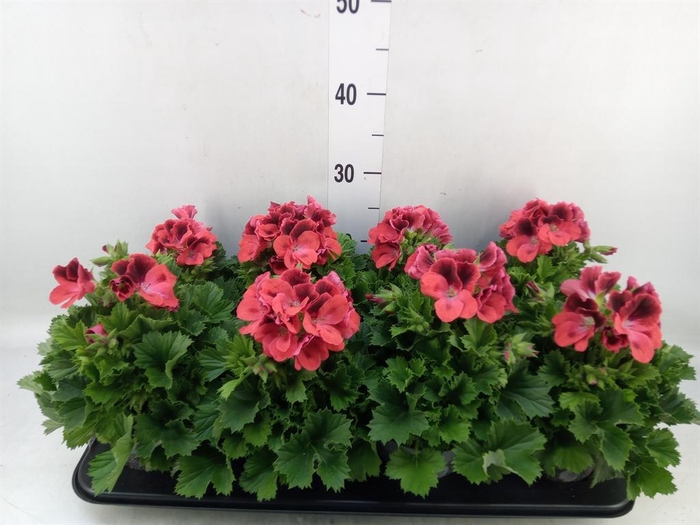 <h4>Pelargonium gran.   ..</h4>