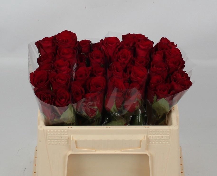 <h4>R GR MADAM RED</h4>