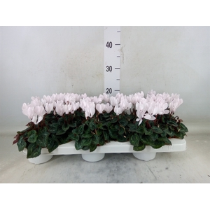 Cyclamen KL 'Midori'