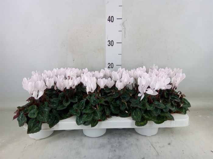 <h4>Cyclamen KL 'Midori'</h4>