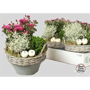 Arr Tuinplanten