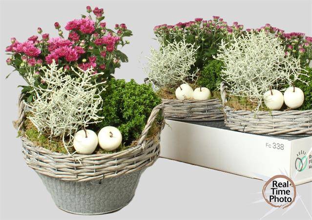 <h4>Arr Tuinplanten</h4>