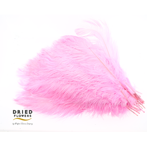Dried Ostrich Feather Light Pink Big