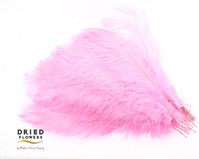 <h4>Dried Ostrich Feather Light Pink Big</h4>