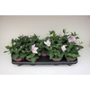 Platycodon Astra Pink