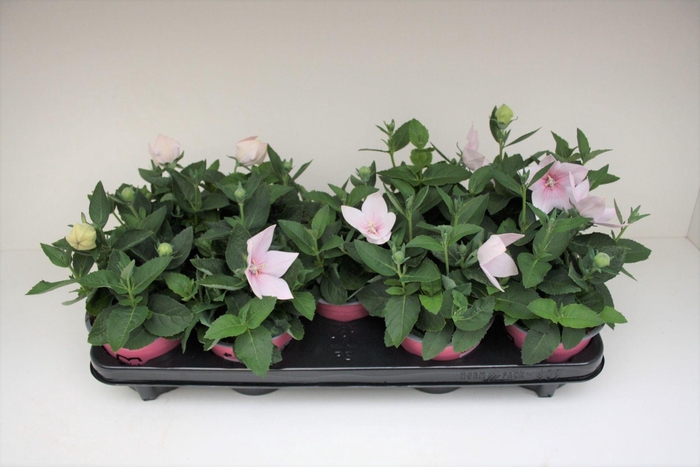 Platycodon Astra Pink
