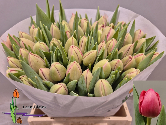 <h4>TU DU ETCHED SALMON</h4>