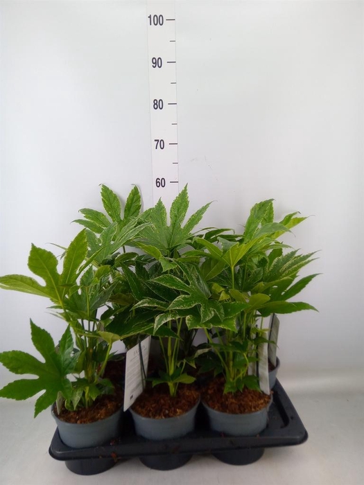 <h4>Fatsia japonica</h4>