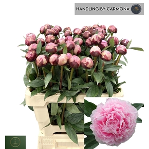 PAEO L SARA BERNHARD