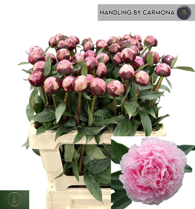 <h4>PAEO L SARA BERNHARD</h4>