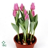 Tulp Marein