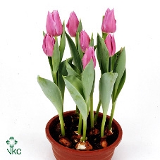 Tulp Marein