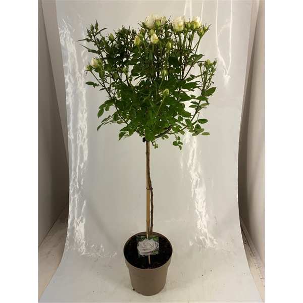 <h4>Stamroos P23 Wit</h4>