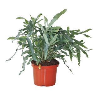 Phlebodium Blue Star