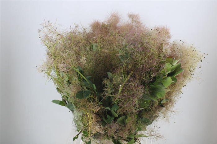 <h4>Cotinus Pruik P Bunch</h4>