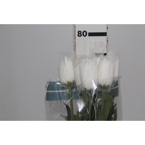 ANASTASIA WHITE 080 CM BRANCO