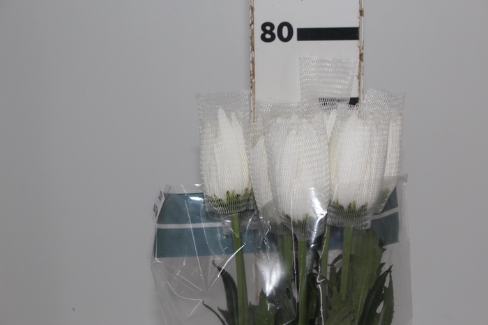 <h4>ANASTASIA WHITE 080 CM BRANCO</h4>