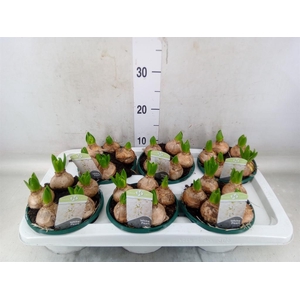 Hyacinthus orie. 'Pearl White'